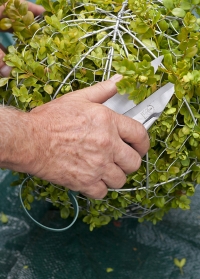 Английские ножницы для топиариев - стрижки растений Burgon & Ball фото.jpg