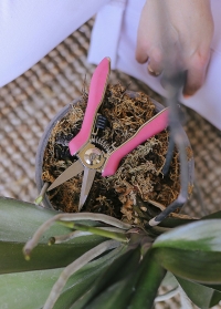 Ножницы для орхидей и комнатных растений Burgon & Ball фото