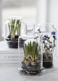 Стеклянные флорариумы в скандинавском стиле Leola Green House от Lene Bjerre фото.jpg