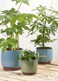 Керамические кашпо для комнатных растений в стиле бохо Malibu Blue Indoor pots Collection Burgon & Ball фото