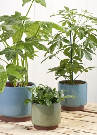 Керамические кашпо для комнатных растений Malibu Green в бохо стиле Burgon & Ball фото