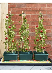 Специальные контейнеры для выращивания томатов - набор 3 шт. Tomato Gro-Box от Smart Garden фото