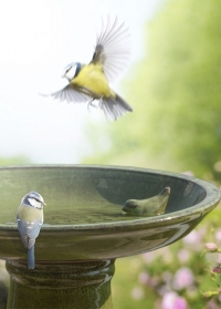 Керамическая купальня для птиц на подставке Green FB424 Esschert Design фото