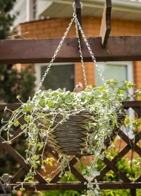 Кашпо подвесное плетеное для уличных растений Safari от Smart Garden (Великобритания) заказать в интернет-магазине Consta Garden