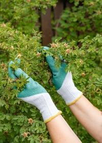 Перчатки с латексным покрытием для работы с розами Rosiers Green от AJS-Blackfox заказать в интернет-магазине Consta Garden