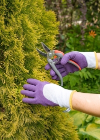 Садовые перчатки с латексным покрытием для работы с розами Rosiers Violet AJS-Blackfox фото