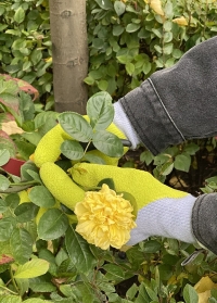 Садовые перчатки латексные для обрезки роз Rosiers Lime AJS-Blackfox фото