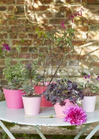 Набор металлических кашпо под цветы Raspberry by Sophie Conran от Burgon & Ball заказать на сайте Consta Garden