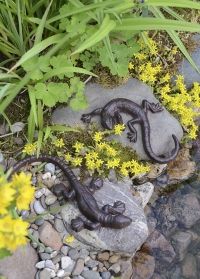 Декоративные фигурки ящериц для сада и дачи TT157 Esschert Design фото