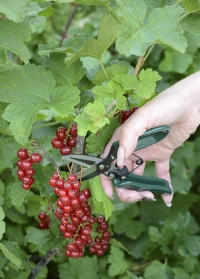 Мини-ножницы садовые для сбора урожая, для обрезки однолетников Burgon & Ball фото