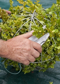 Садовые ножницы для топиарной стрижки Topiary Trimmming  Burgon and Ball фото.jpg