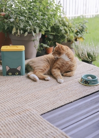 Миска металлическая эмалированная для кошек Doris Cat Bowl Creaturewares Burgon Ball фото