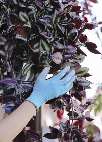 Флористические перчатки с нитрилом Blue Lagoon Colors Blackfox фото