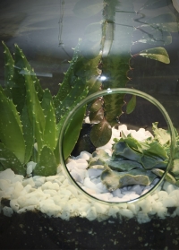 Флорариум стеклянный для растений большой 15 литров AGG67 Esschert Design фото