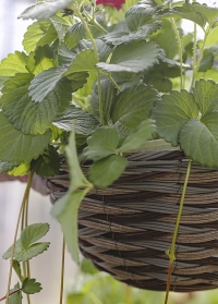 Подвесная плетеная корзина из искусственного ротанга  для уличных растений Pinto Smart Garden фото