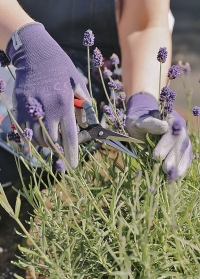 Флористические перчатки эластичные тонкие для работы с цветами в подарок флористу от Consta Garden фото