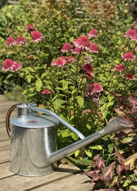Лейка садовая большая 9 л. для полива растений Galvanised Steel Smart Garden фото