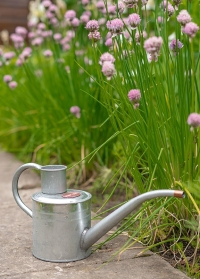 Металлическая лейка для цветов 1 л. от Smart Garden (Великобритания) заказать в интернет-магазине Consta Garden
