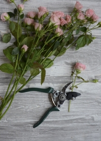 Секатор садовый для роз Burgon & Ball (Великобритания) фото
