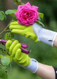 Защитные перчатки с покрытием из латекса для обрезки роз Rosiers Lime AJS-Blackfox фото