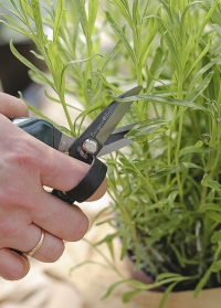 Мини-ножницы садовые для сада и огорода, для цветов и урожая Burgon & Ball (Великобритания) фото