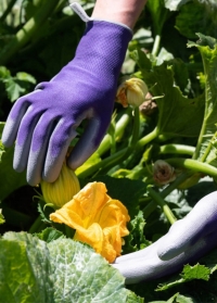 Флористические перчатки с нитрилом для цветов и работы в саду Violet Colors AJS-Blackfox фото