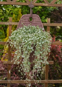 Настенное кашпо-конус из искусственного ротанга идеально для выращивания цветов Chestrernut Smart Garden фото