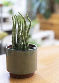 Стильное керамическое бохо кашпо для комнатных растений Malibu Green GIG/MALMGN от Burgon & Ball фото