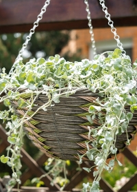 Плетеное подвесное кашпо из искусственного ротанга для уличных растений цветов Safari Faux Rattan Smart Garden фото