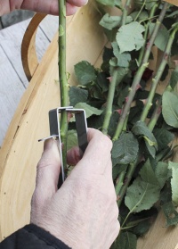 Инструмент для удаления шипов и листьев Burgon & Ball